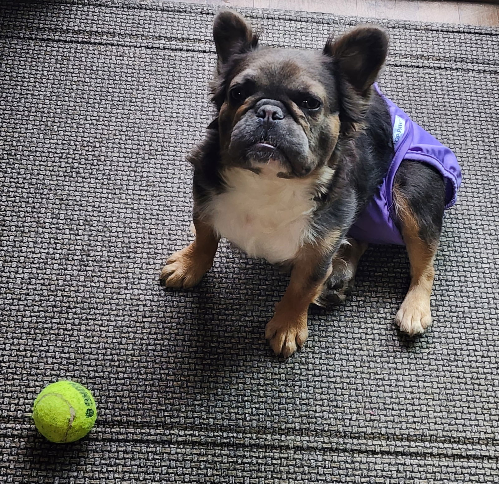 Nelly - French Bulldog