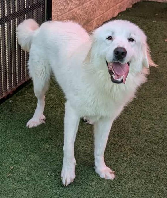 Helen - Great Pyrenees