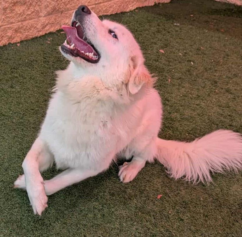 Helen - Great Pyrenees