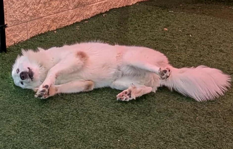 Helen - Great Pyrenees
