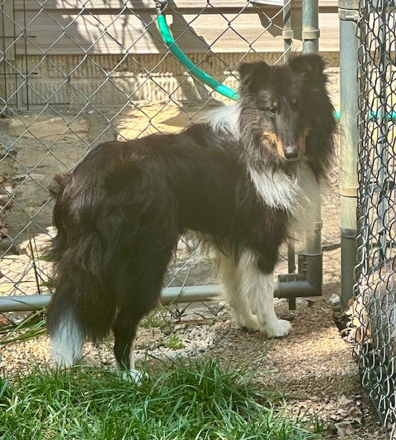 WATSON - Shetland Sheepdog Sheltie