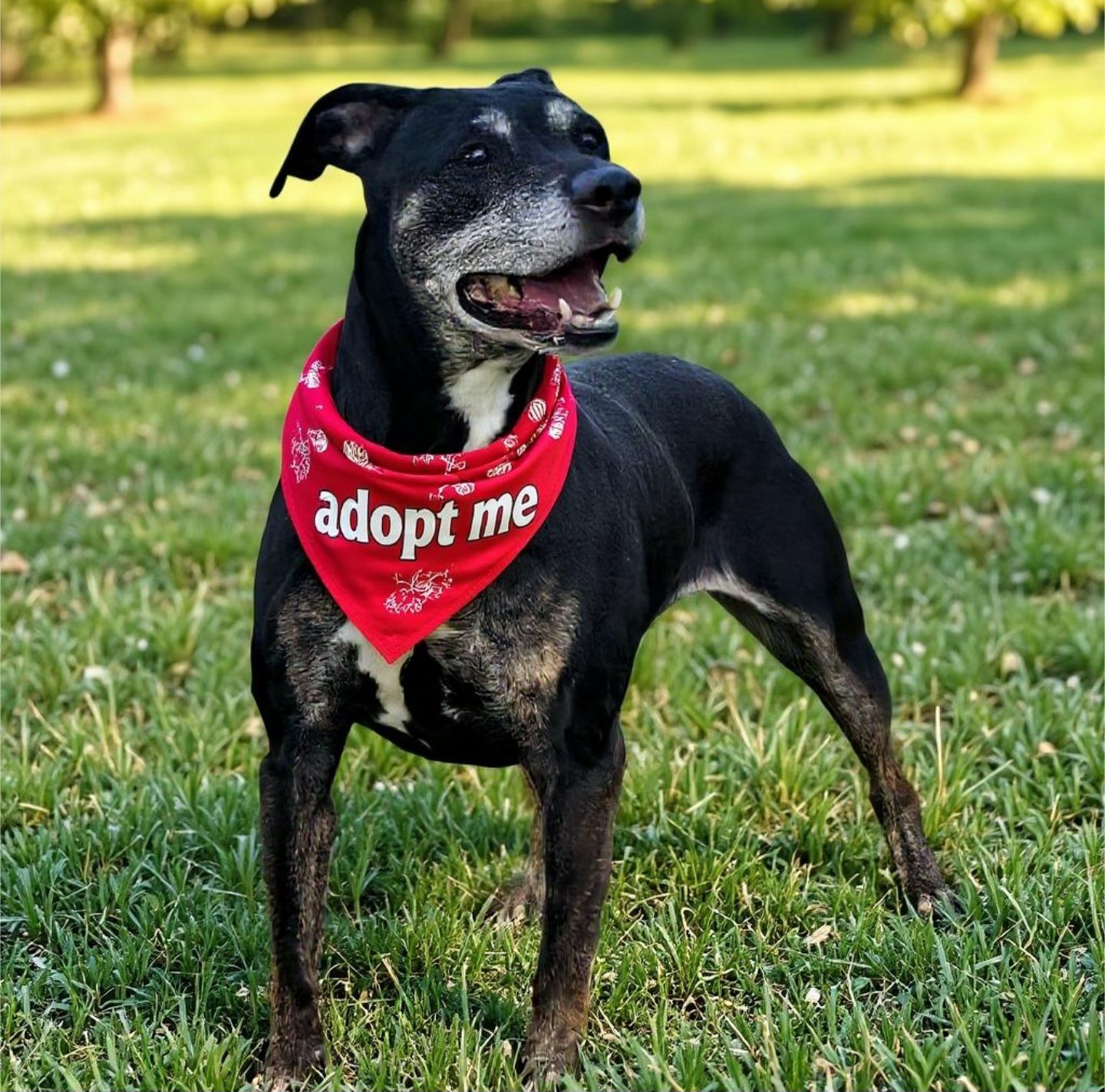 Poppy - Coonhound