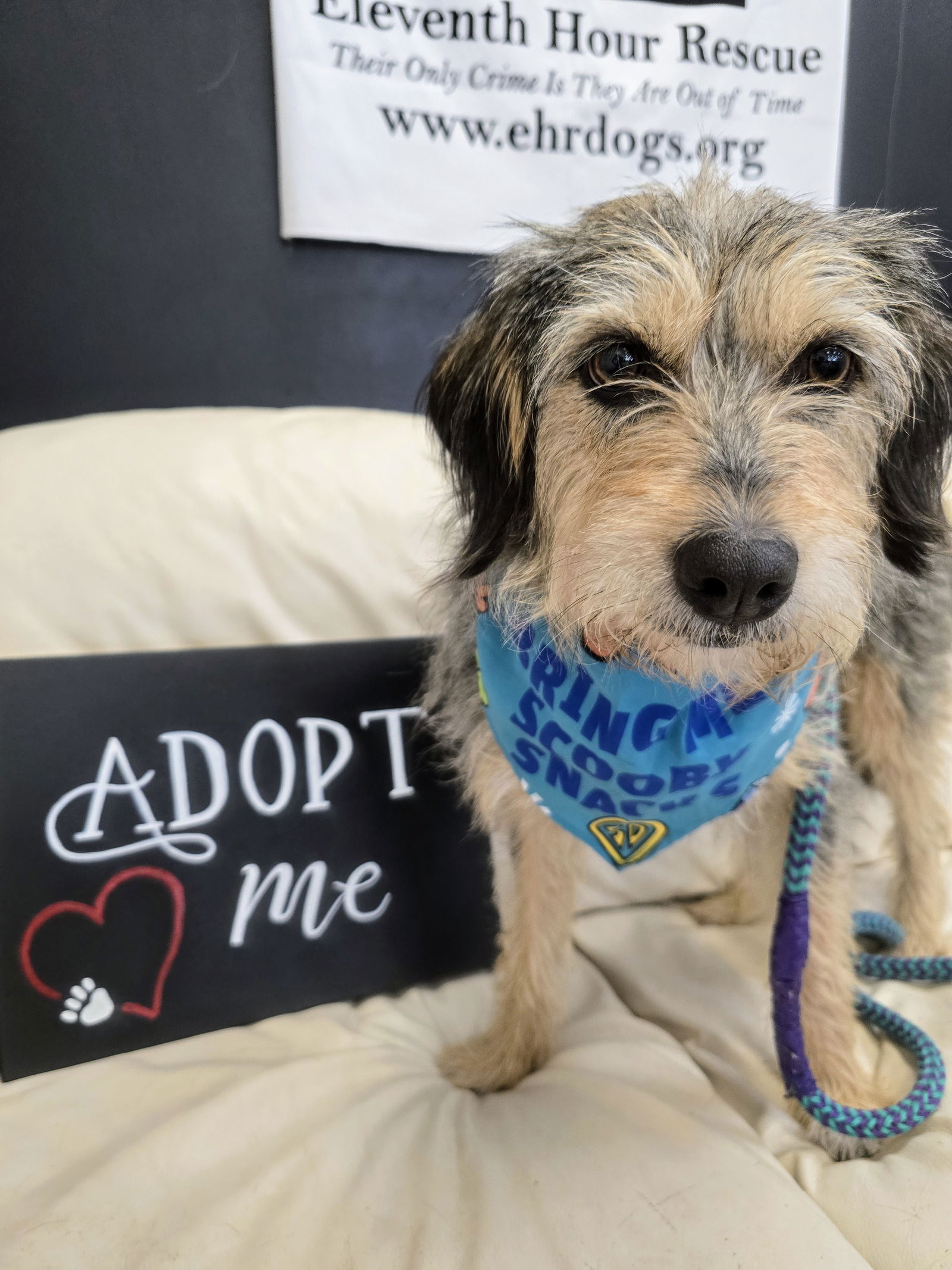 Dolly Albania - Schnauzer