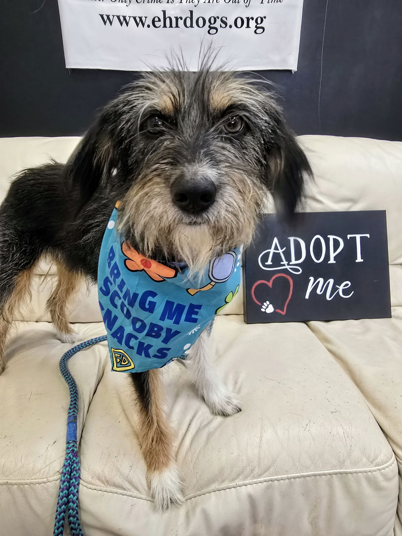 Holly Albania - Schnauzer