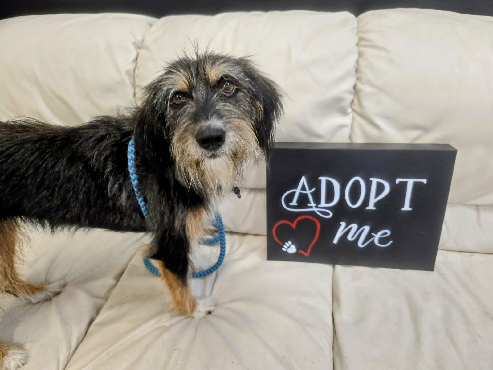 Holly Albania - Schnauzer