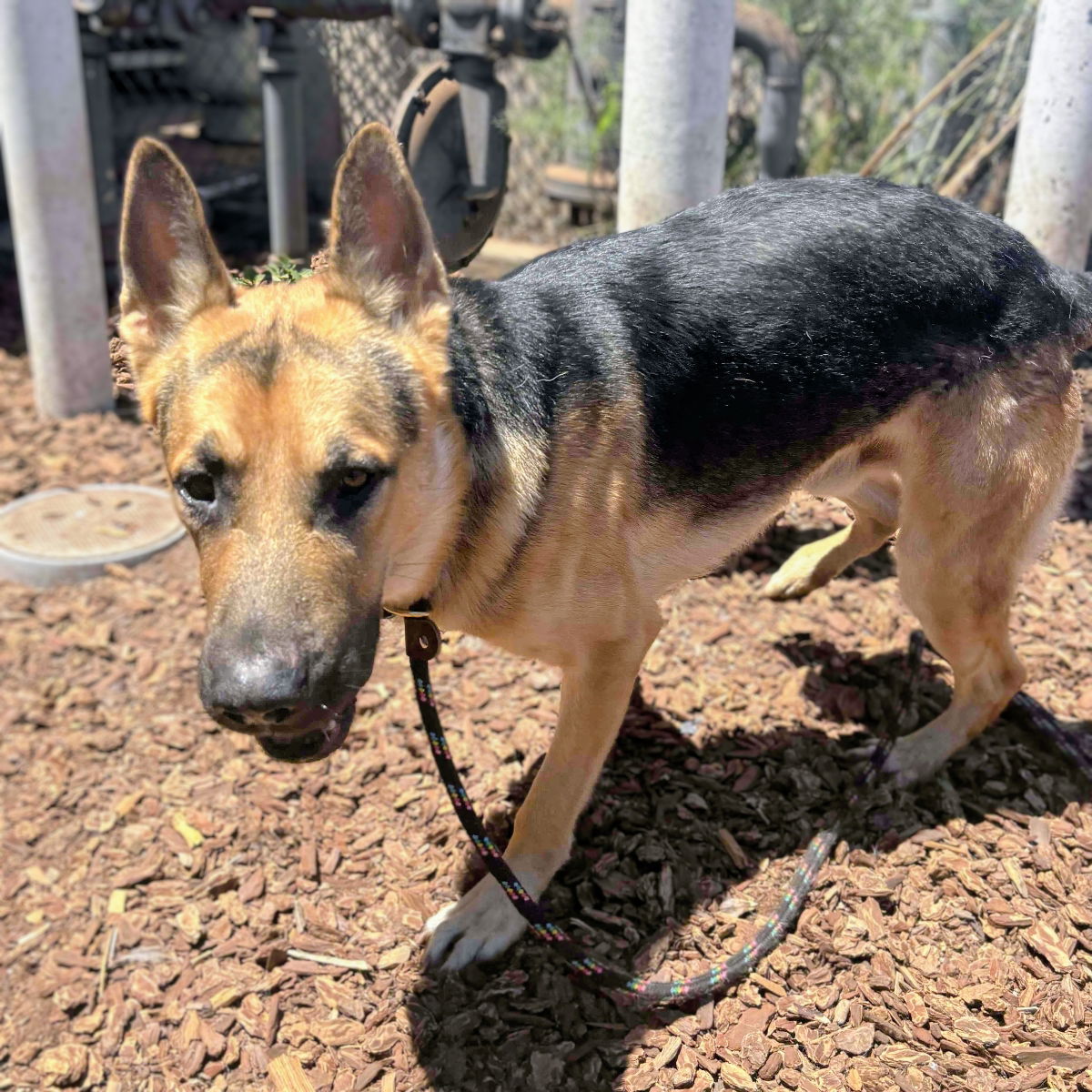 Charm - German Shepherd Dog