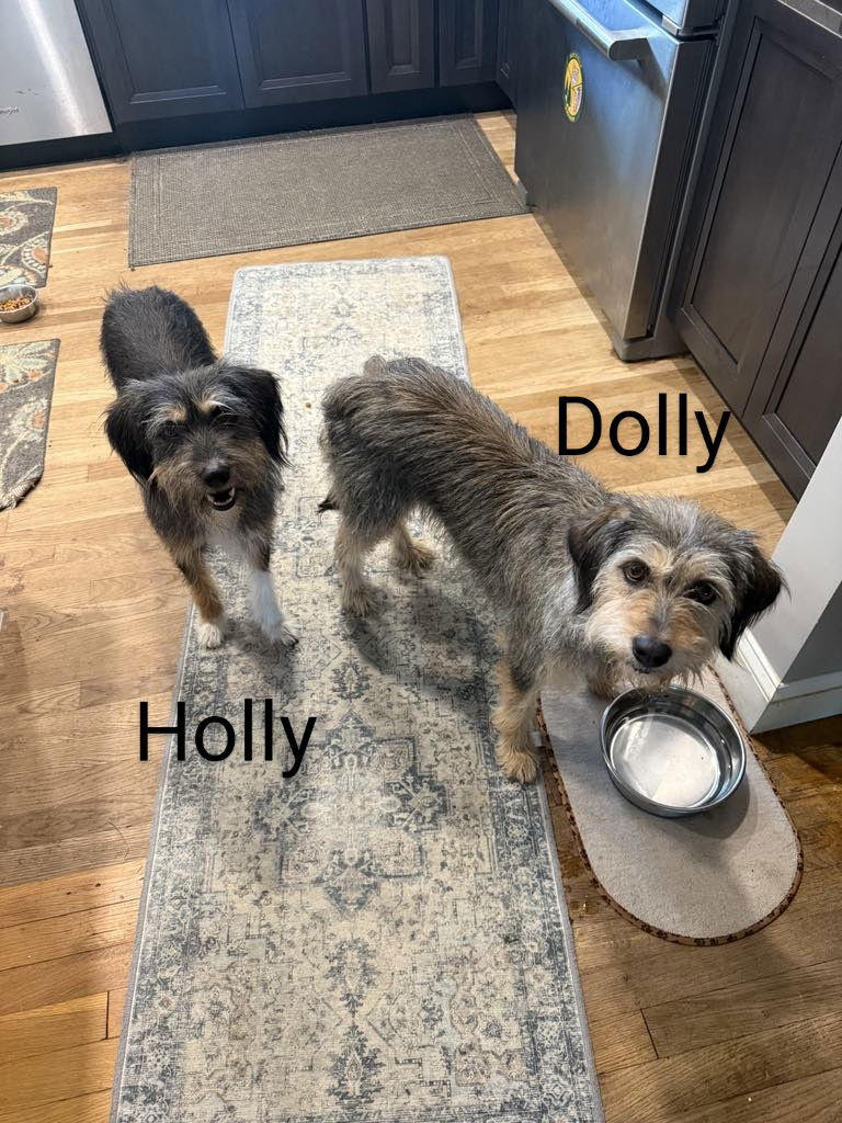 Dolly Albania - Schnauzer