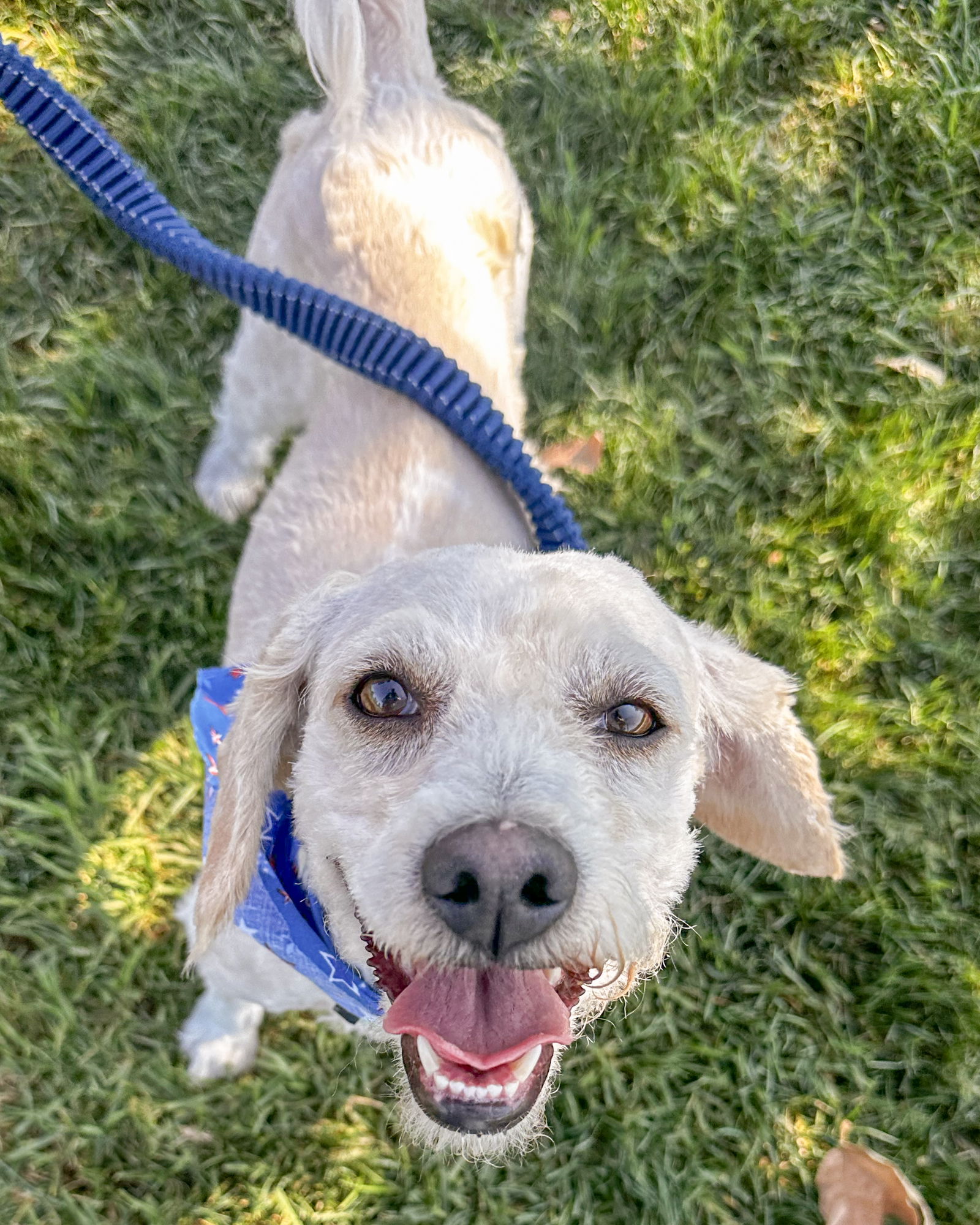 Ziggy - Poodle (Miniature)