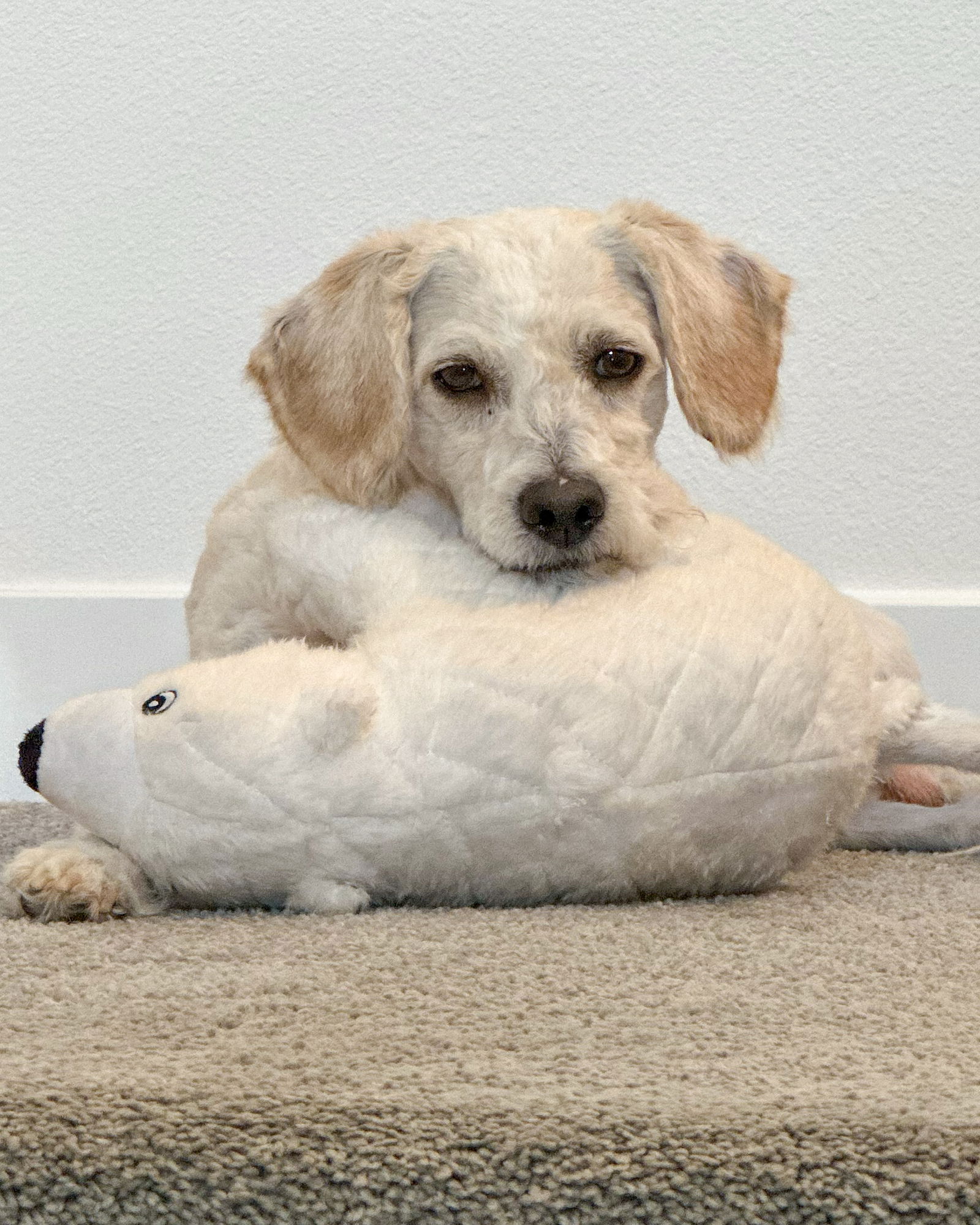 Ziggy - Poodle (Miniature)