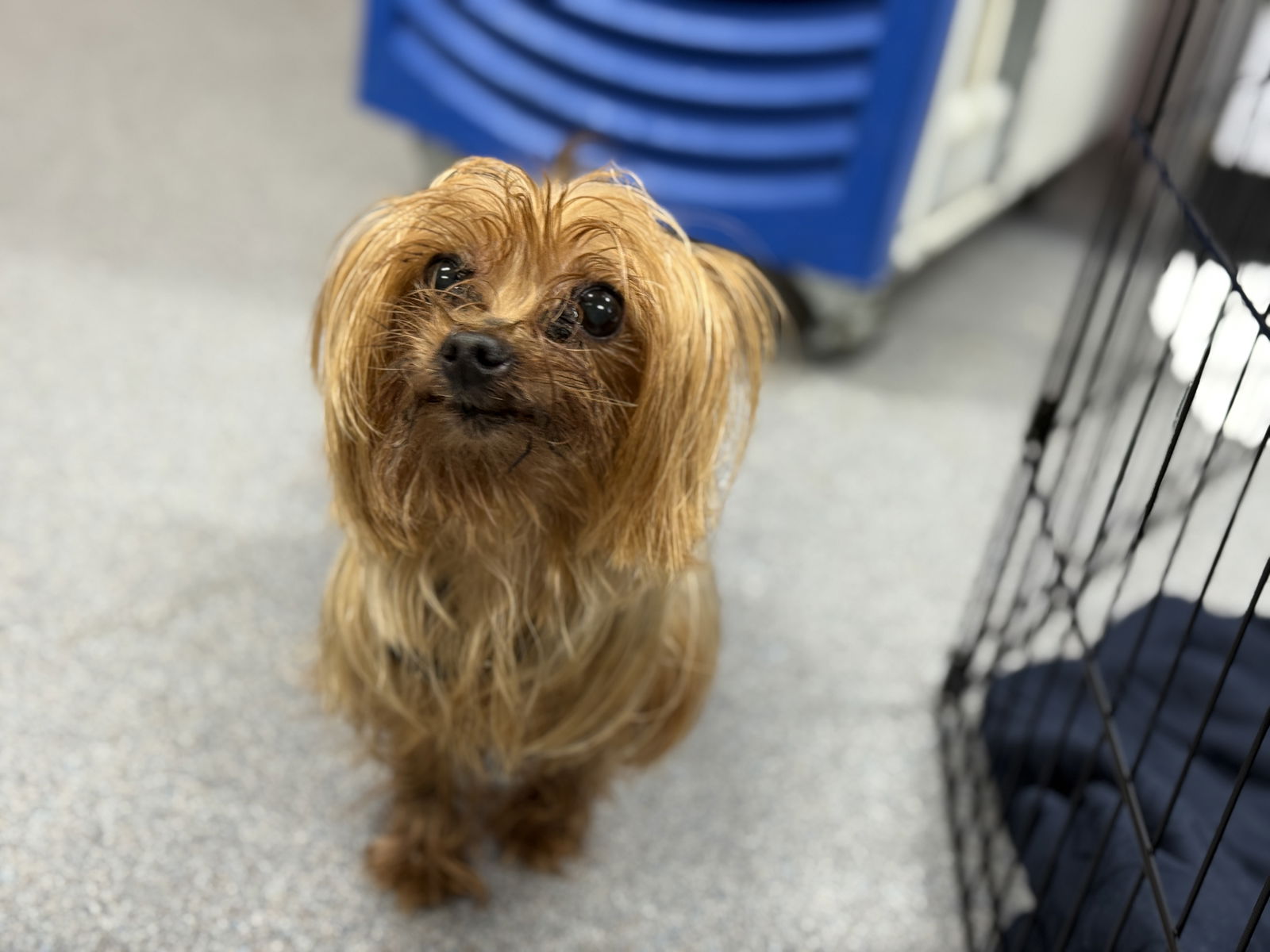 Lani - Yorkshire Terrier Yorkie