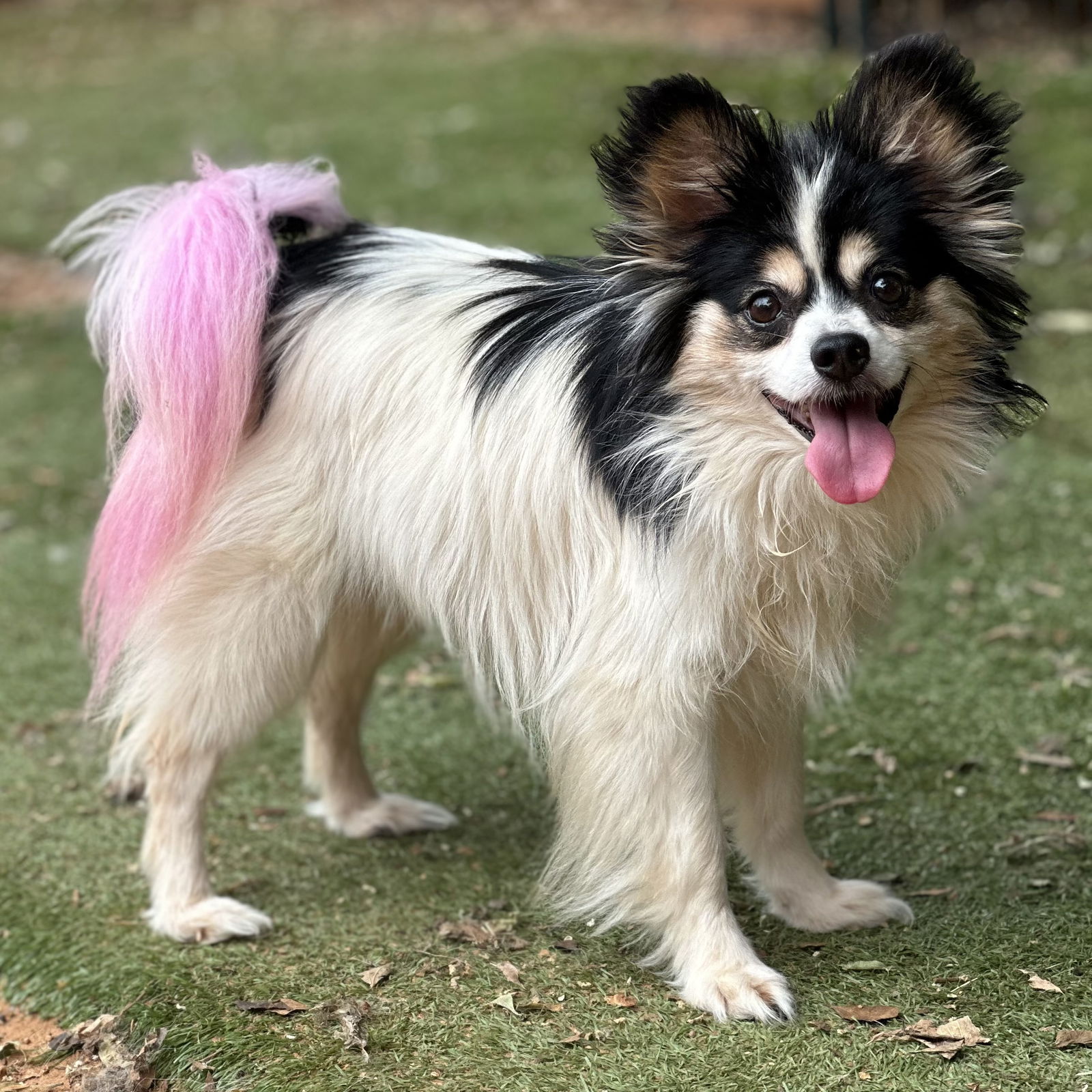 Freya - Pomeranian