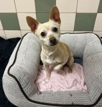 Cooper - Chihuahua