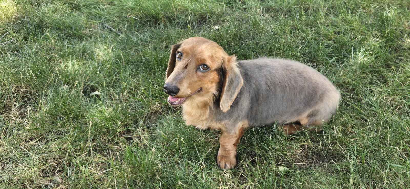 Howie - Dachshund