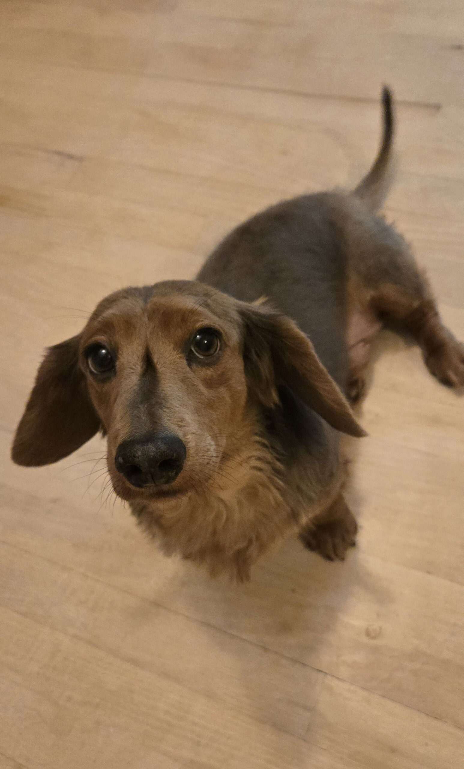 Howie - Dachshund