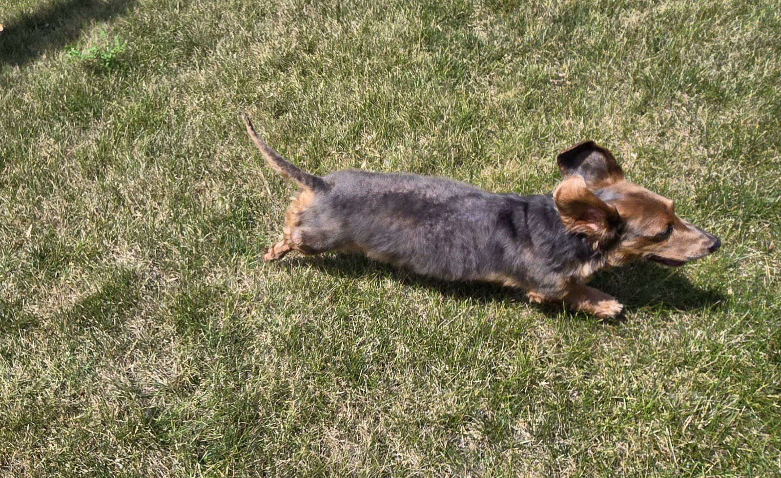 Howie - Dachshund