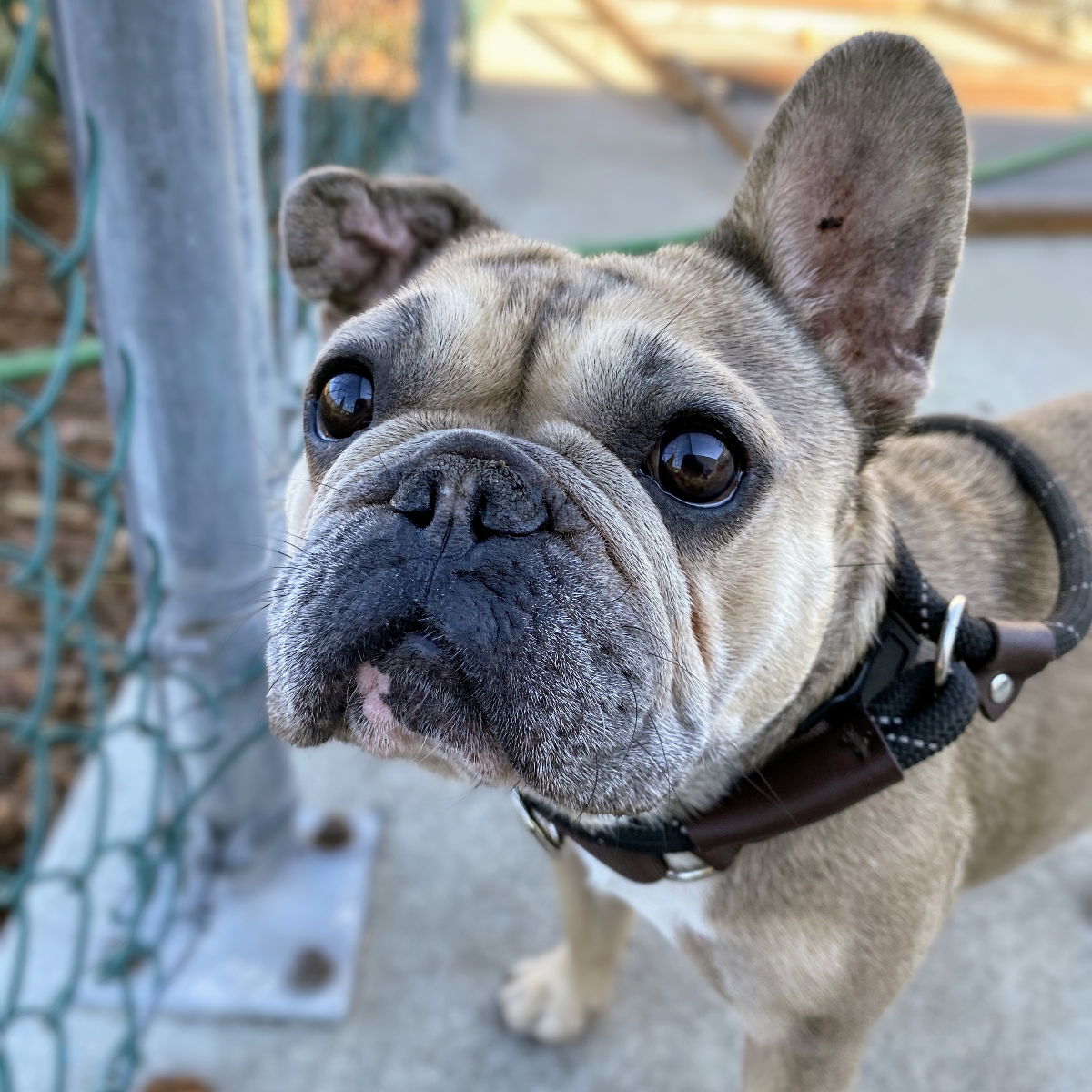 Ursula - French Bulldog