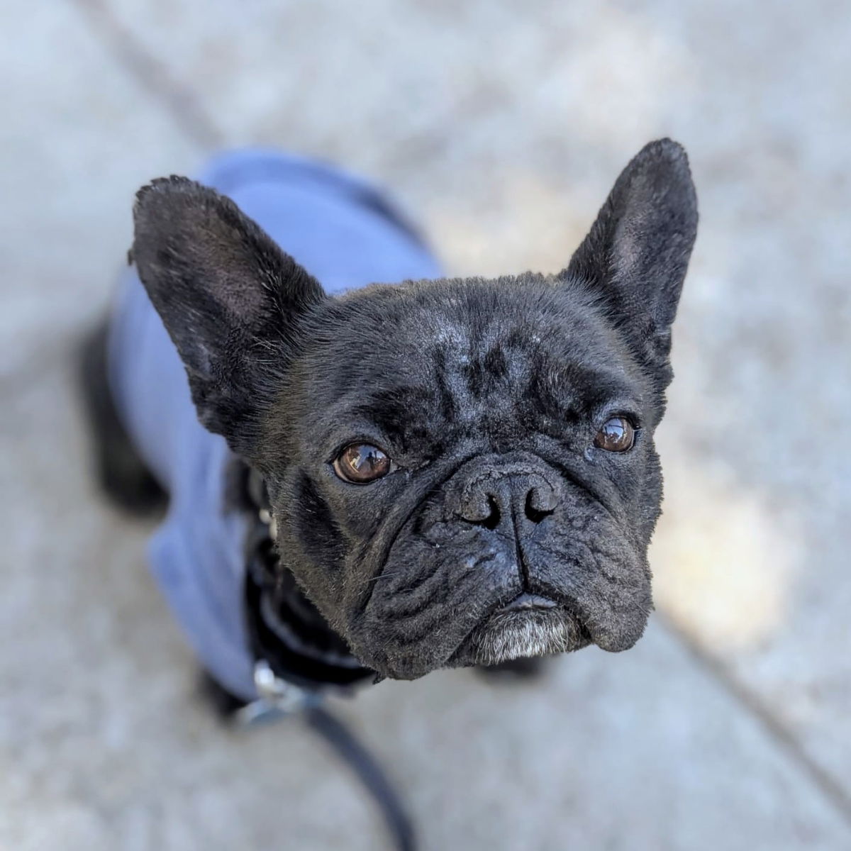 Stokely - French Bulldog