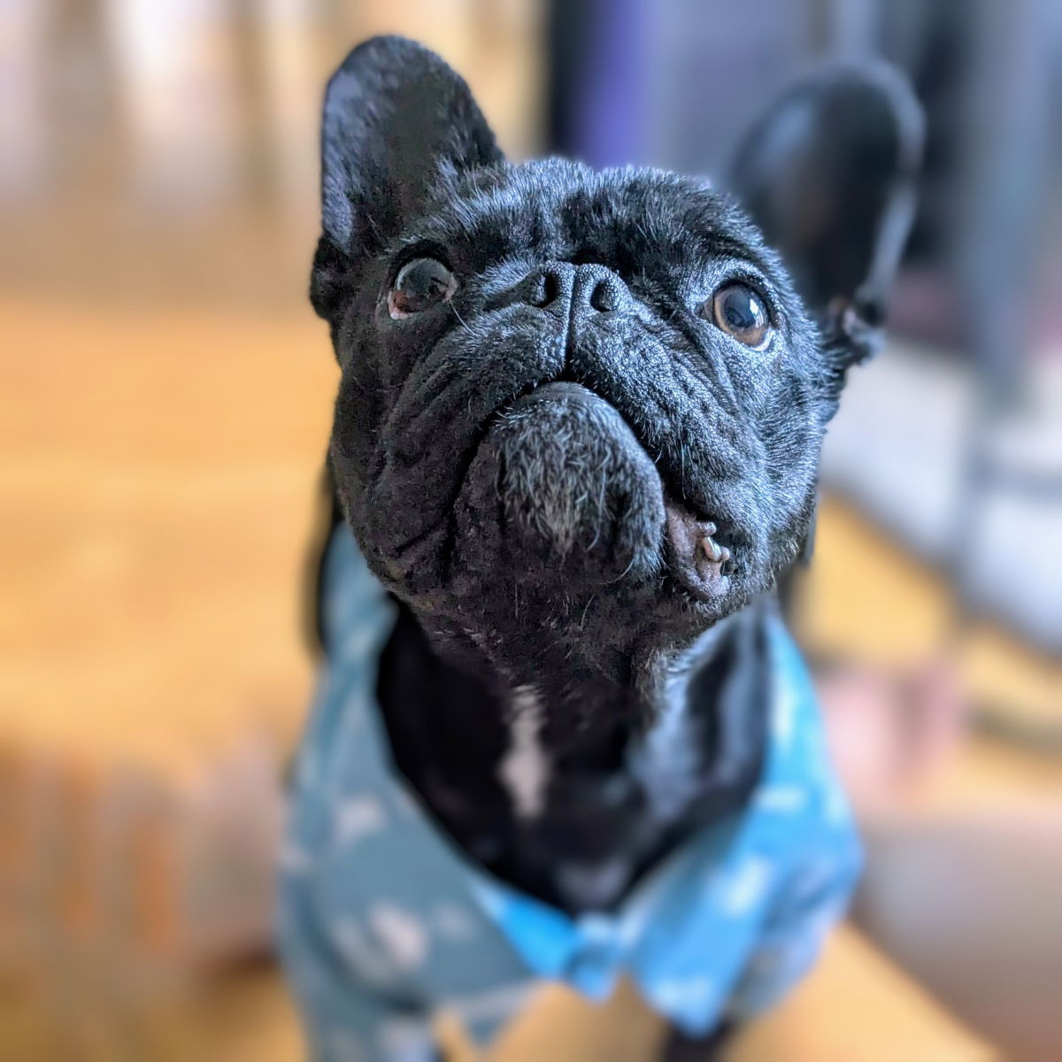 Stokely - French Bulldog