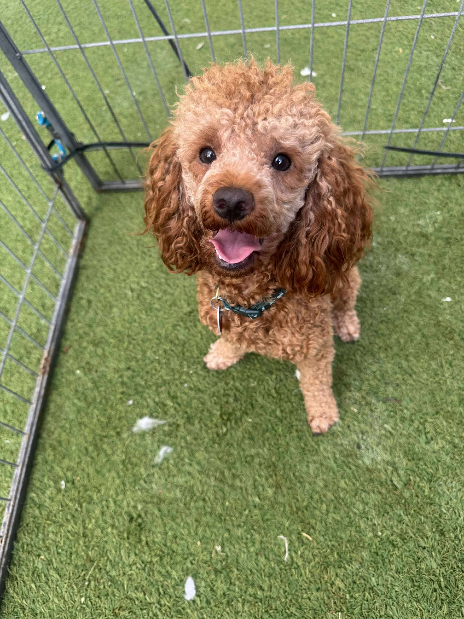 Blue Boy - Poodle (Miniature)
