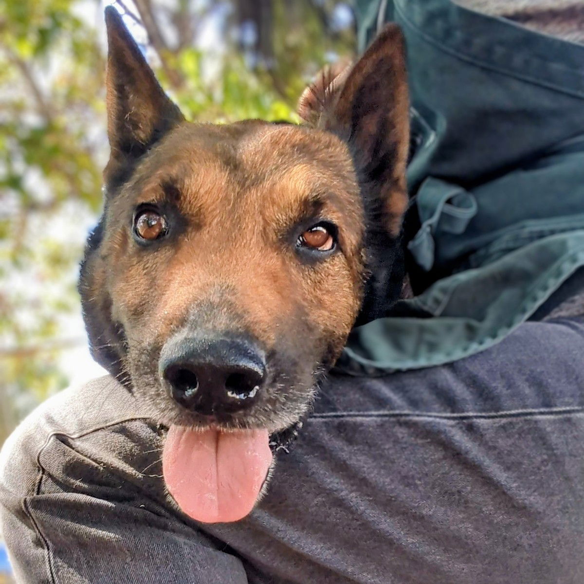 Ghirardelli - German Shepherd Dog