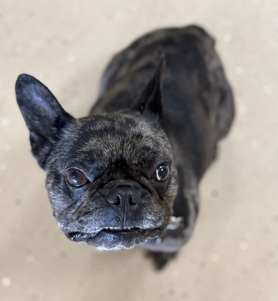 Bentley - French Bulldog
