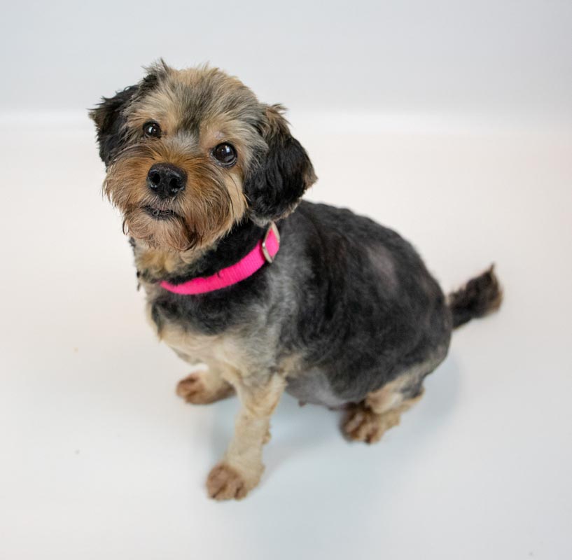 Suri - Yorkshire Terrier Yorkie