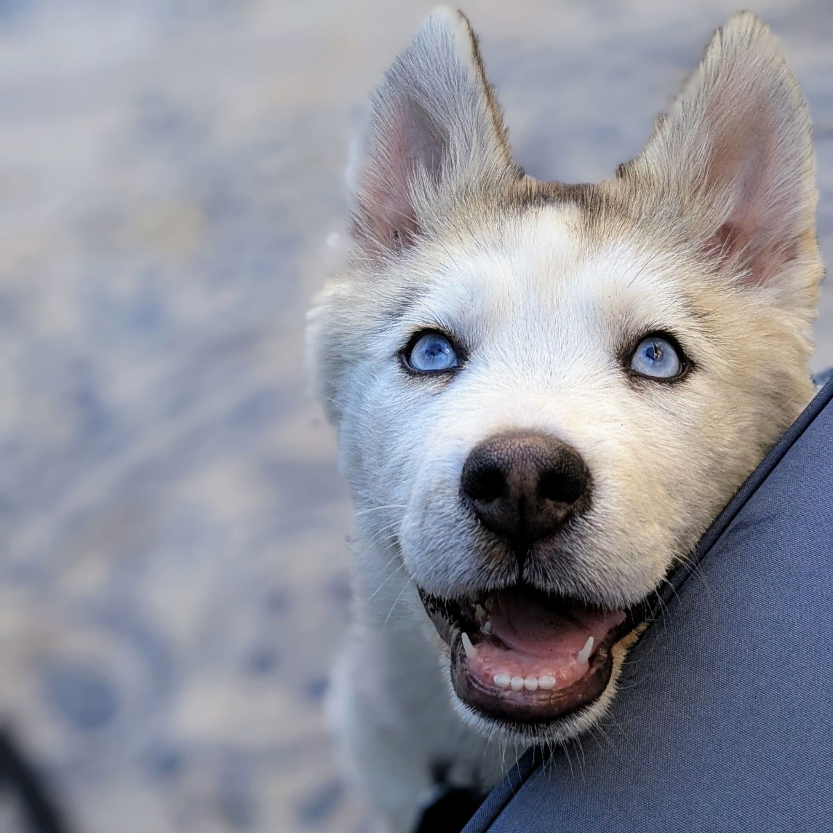 Kiana - Siberian Husky