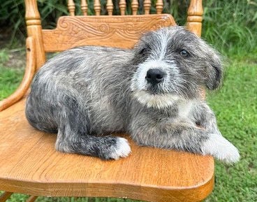 **FAYE** - Schnauzer