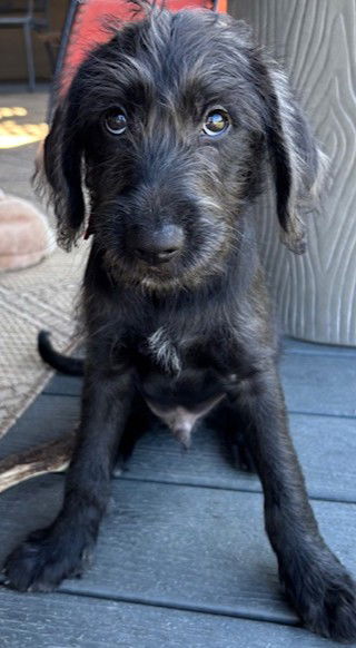 Noah - Poodle (unknown type)