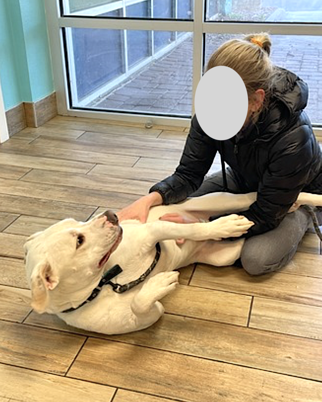 Bucky - Labrador Retriever