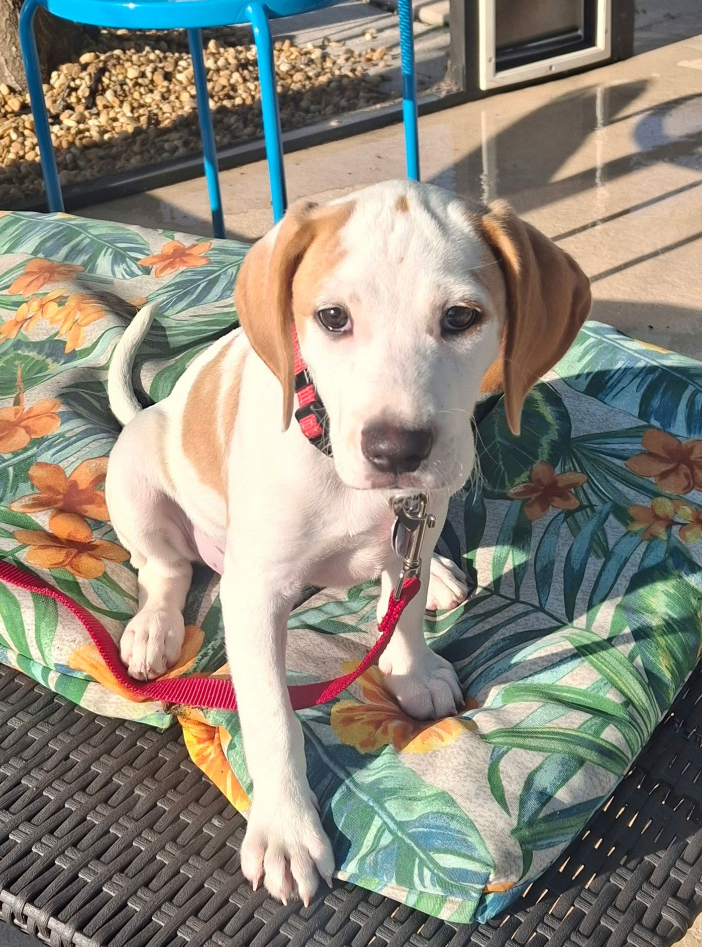 Charm's Puppy - Dazzle - Beagle