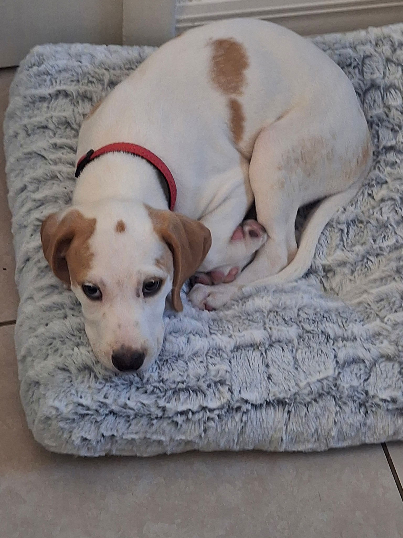 Charm's Puppy - Dazzle - Beagle