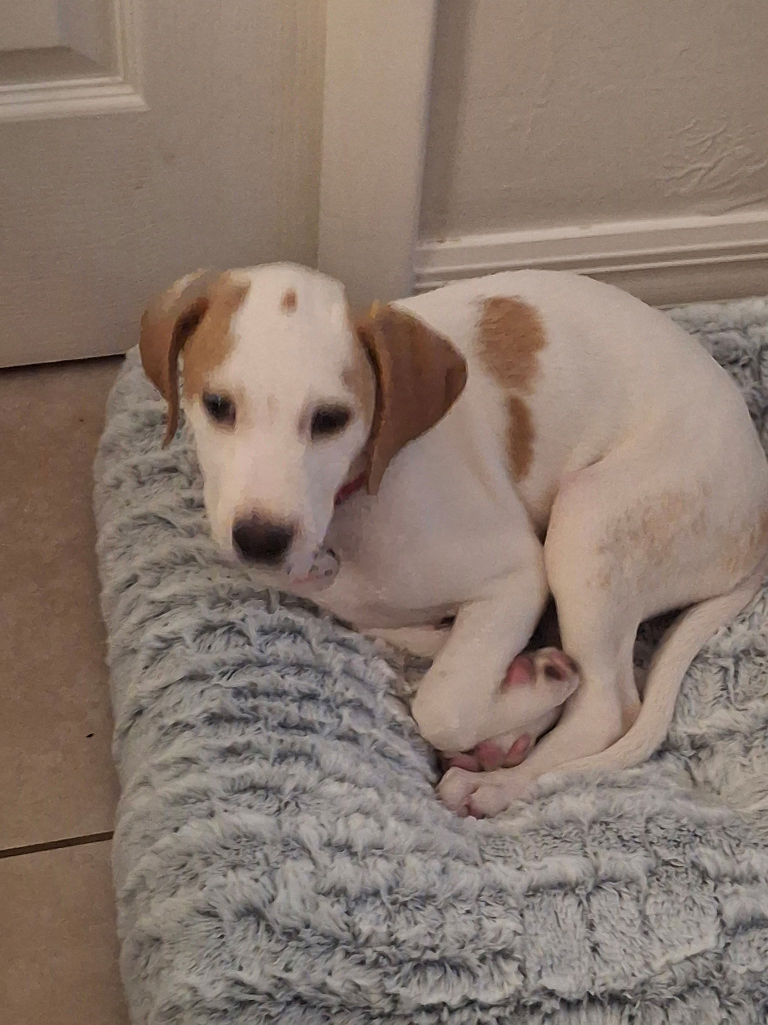 Charm's Puppy - Dazzle - Beagle