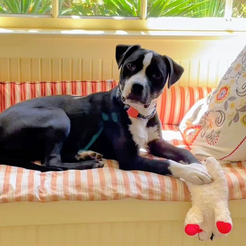 Ukulele - Pit Bull Terrier