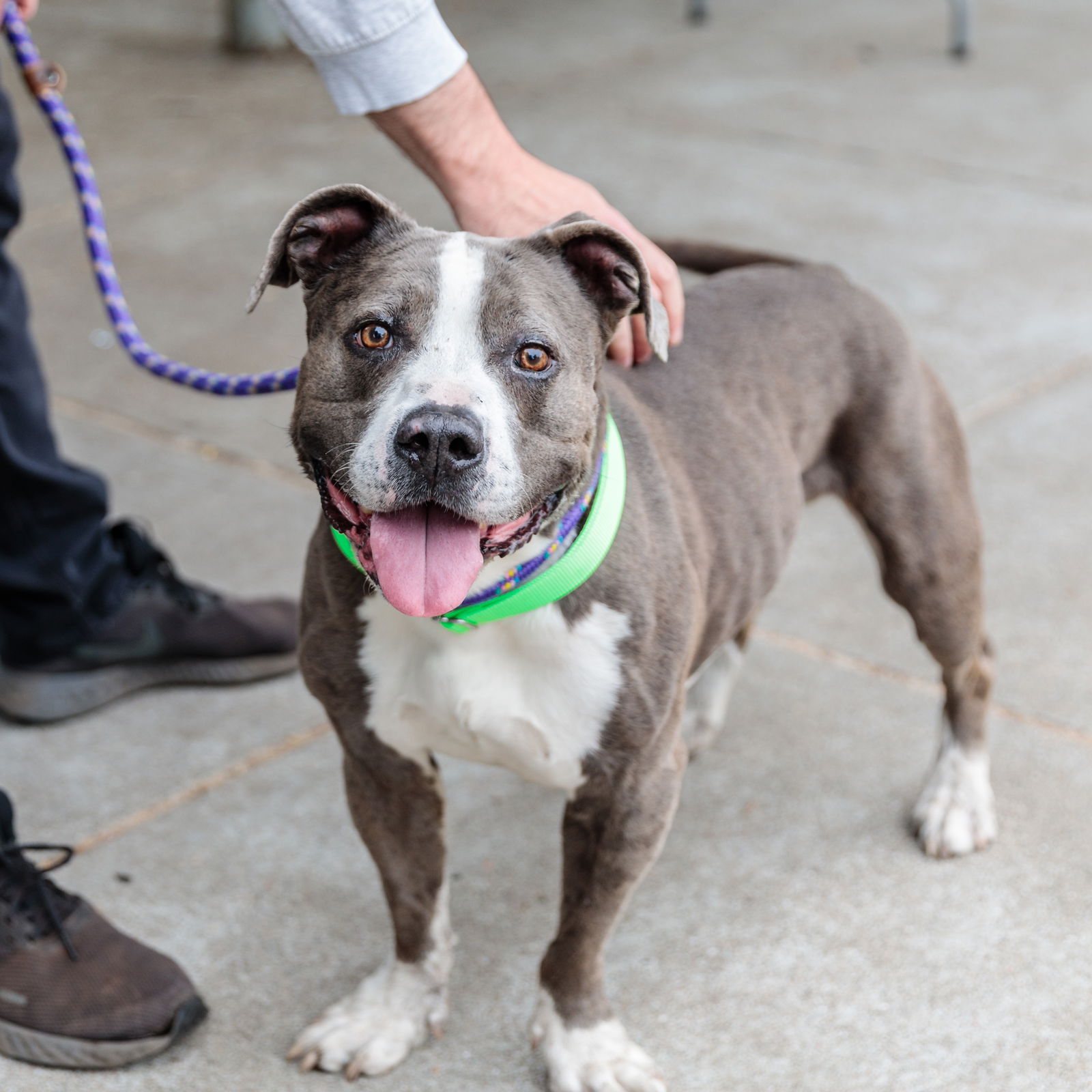Franklin - Pit Bull Terrier