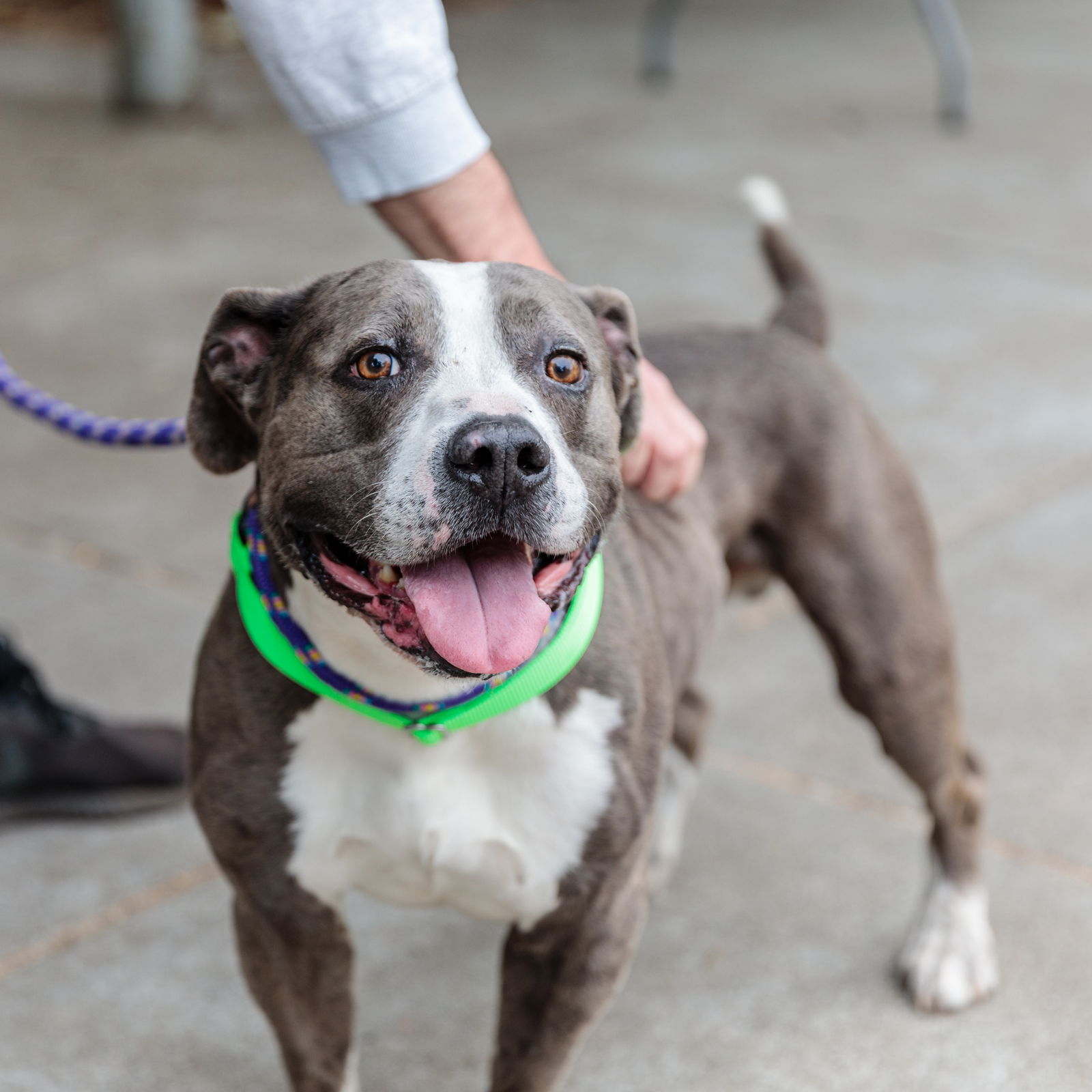 Franklin - Pit Bull Terrier