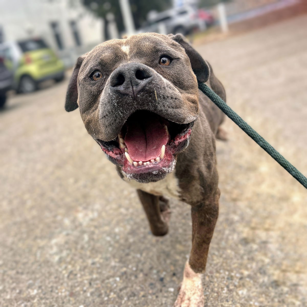 Toblerone - Pit Bull Terrier