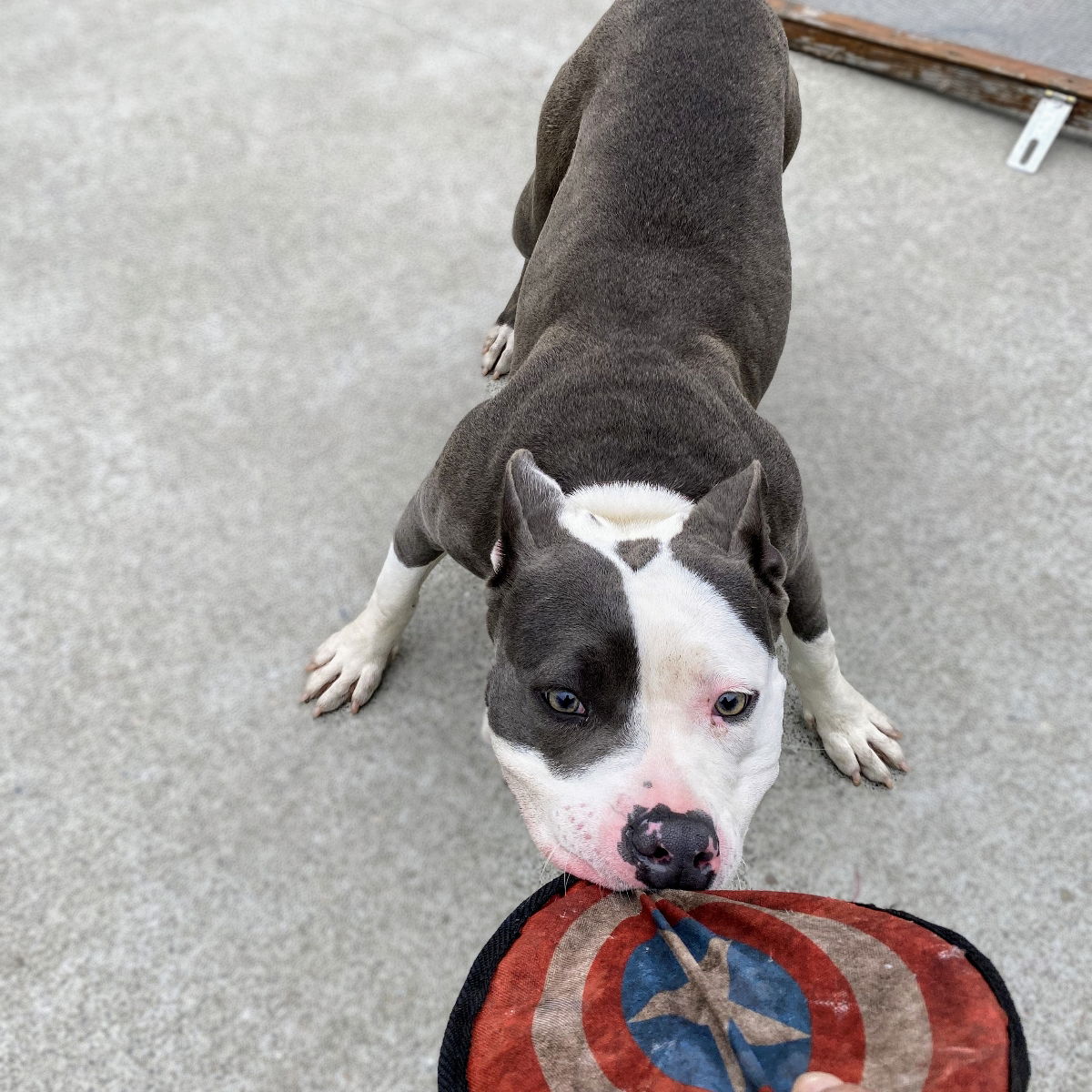 Labubu - Pit Bull Terrier
