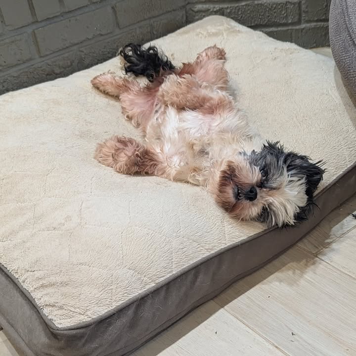 Suzie - Shih Tzu