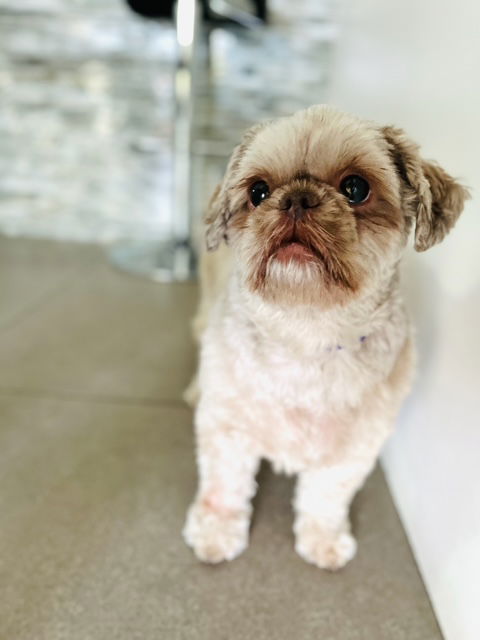 Nutmeg - Shih Tzu