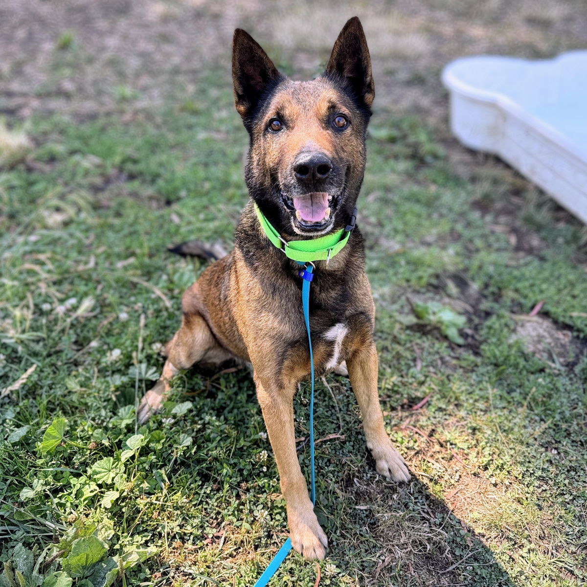Ghirardelli - German Shepherd Dog