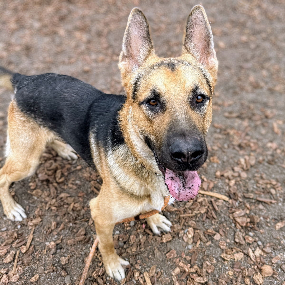 Charm - German Shepherd Dog
