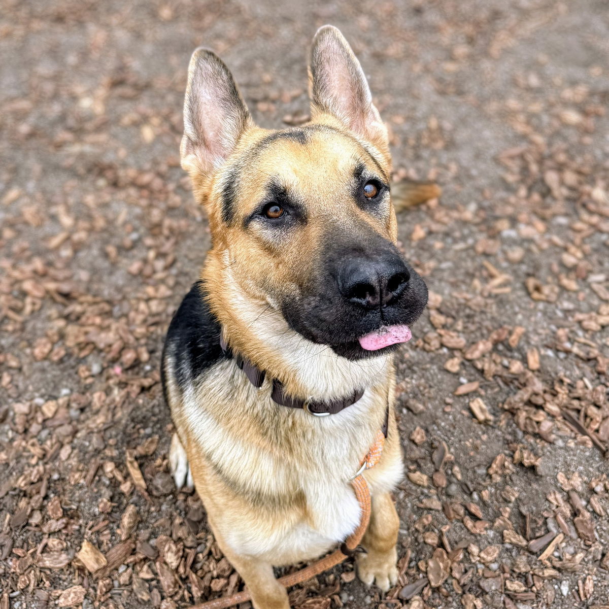 Charm - German Shepherd Dog