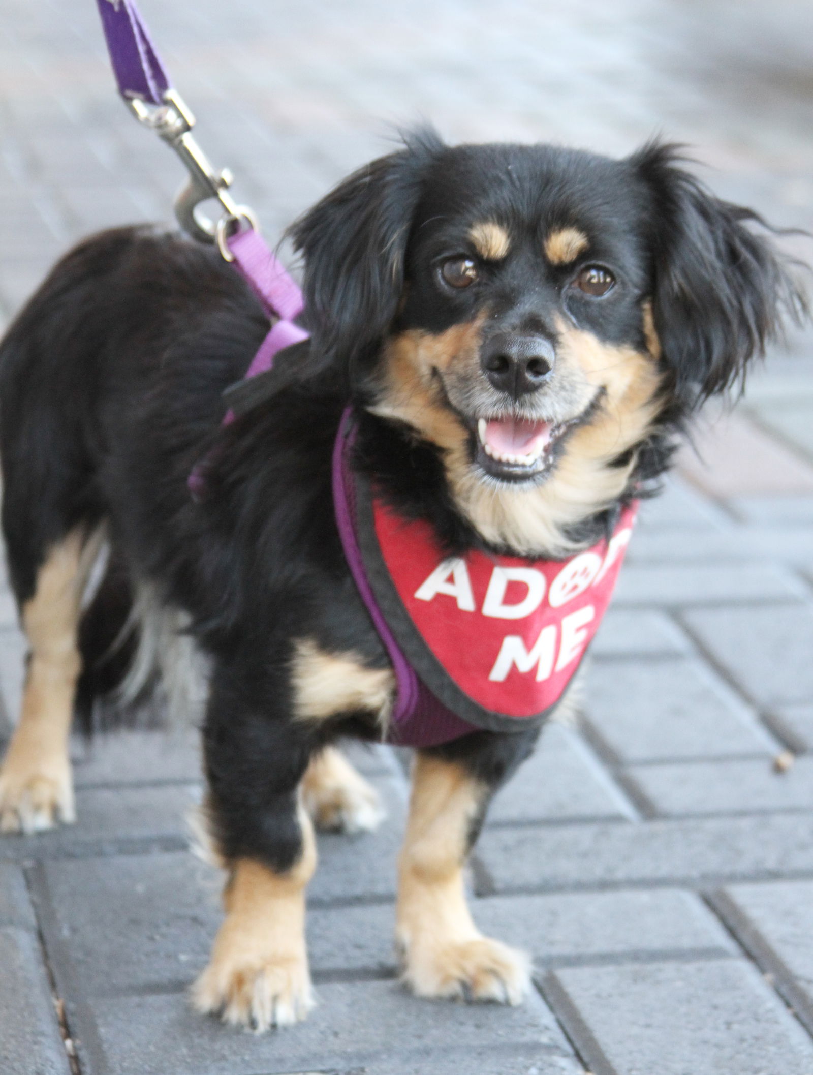 Chip - Cavalier King Charles Spaniel