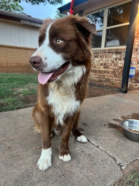 Knox - Australian Shepherd