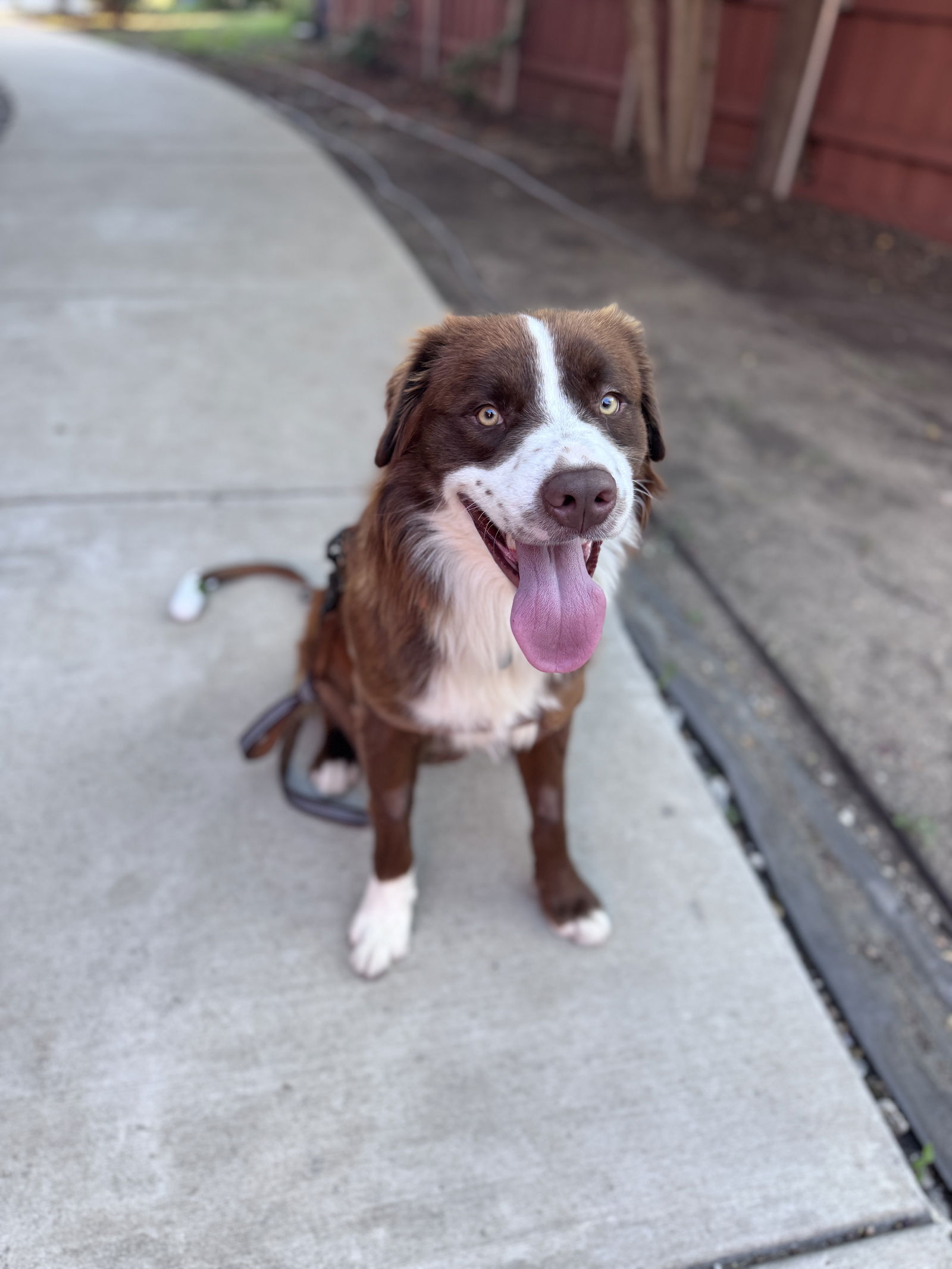 Knox - Australian Shepherd