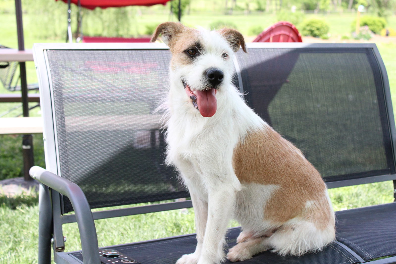 Dexter - Wirehaired Fox Terrier