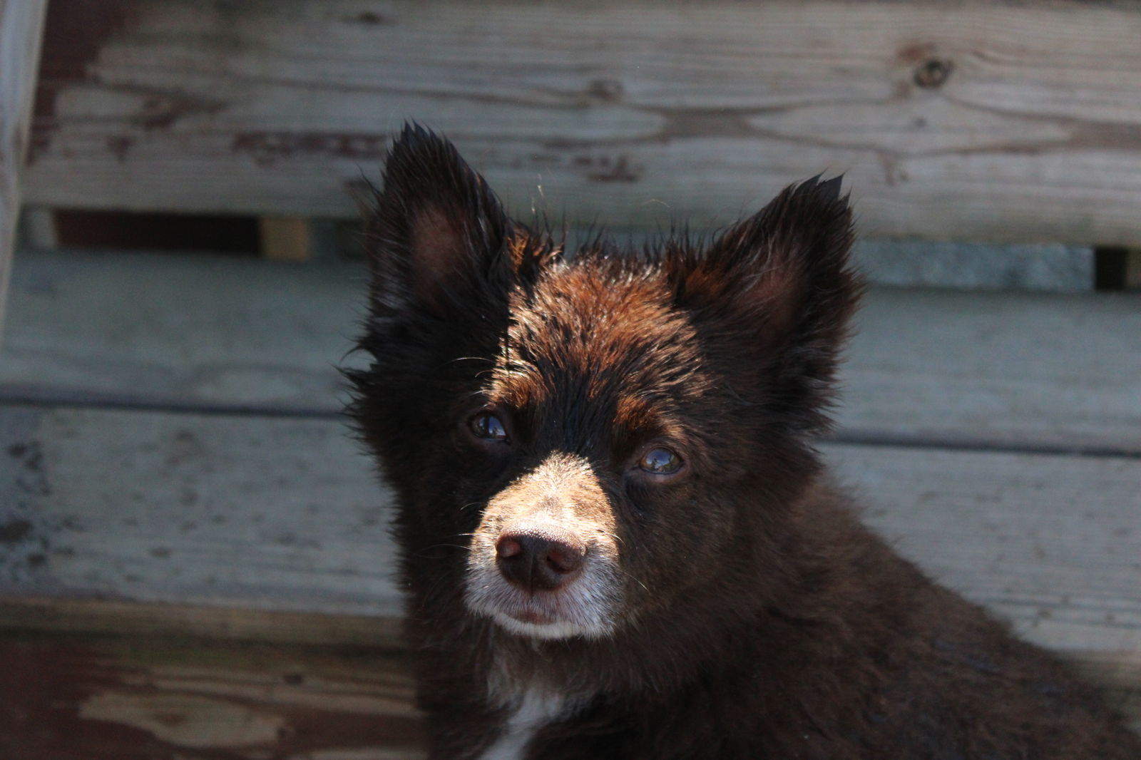 CoCo - Pomeranian