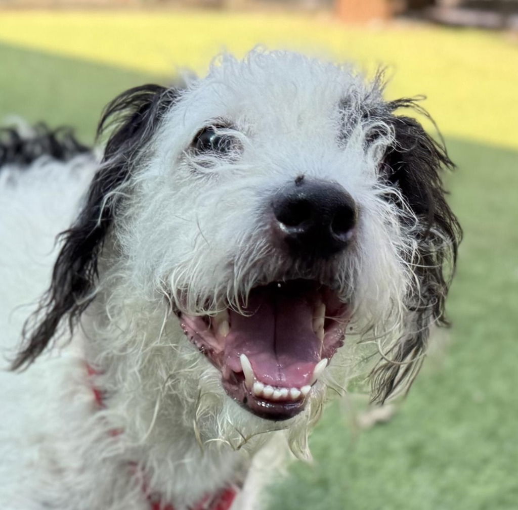 Bruno - Adopt Me! - Terrier