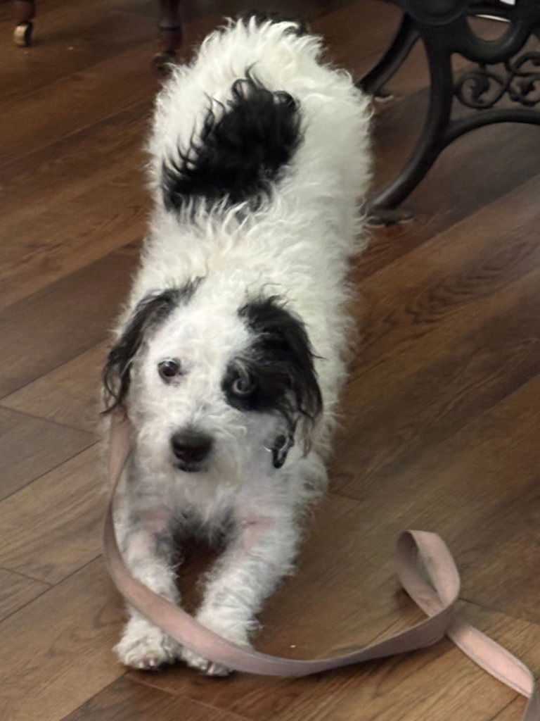 Bruno - Adopt Me! - Terrier